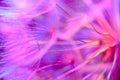 Colorful Pastel Background - vivid abstract dandelion flower Royalty Free Stock Photo