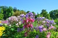 Colorful pastel columbines flowers Royalty Free Stock Photo