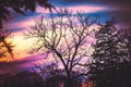 Colorful pastel gradient sky with big tree and forest silhouette u