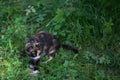 Colorful patch cat hunting in the meadow Royalty Free Stock Photo