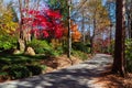 A colorful path through a leaf-strewn garden in autumn.