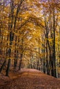 Colorful Path In Voderady Beechwood, Czechia