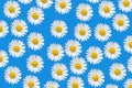 Colorful pattern with daisy flowers