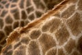 Pattern of giraffe skin.