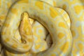 Colorful pattern of Golden Python. Royalty Free Stock Photo
