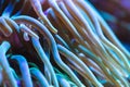 Colorful pattern with long tentacles of sebae anemone Royalty Free Stock Photo