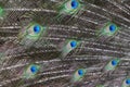 Colorful Pattern of Peacock Feathers Royalty Free Stock Photo