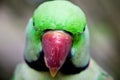 Colorful Pattern of Peacock Feathers Royalty Free Stock Photo