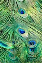 Colorful Pattern of Peacock Feathers Royalty Free Stock Photo