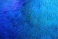 Colorful Pattern of Peacock Feathers Royalty Free Stock Photo