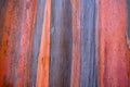 Colorful pattern of rainbow eucalyptus tree bark Royalty Free Stock Photo