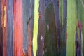 Colorful pattern of rainbow eucalyptus tree bark Royalty Free Stock Photo