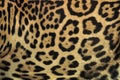 Colorful patterned jaguar skin for background.