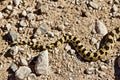 Colorful Patterned Snake tail