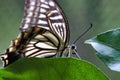 Colorful yellow swallowtail butterfly resing on a green plant staring straightr ahead. Royalty Free Stock Photo