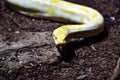 Colorful patterns and head of gold boa. Ball python. Snake, predator. Royalty Free Stock Photo