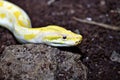Colorful patterns and head of gold boa. Ball python. Snake, predator. Royalty Free Stock Photo