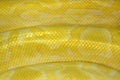 patterns and skin of Gold Reticulated Python or Boa. Royalty Free Stock Photo