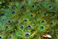 Colorful patterns of thousands of beautiful birds