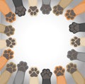 Colorful paws of a dog forming a circle