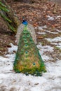 Beautiful colorful peacock in Germany Royalty Free Stock Photo