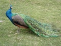 Colorful Peacock Royalty Free Stock Photo