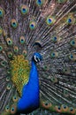 Colorful Peacock