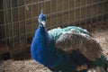 Colorful peacock in a barn pen