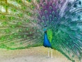 Colorful Peacock