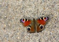 Colorful peacock butterfly, Aglais io , the European peacock Royalty Free Stock Photo