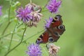 Colorful peacock butterfly Royalty Free Stock Photo