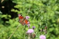 Colorful peacock butterfly drinking nectar from a pink flower at a field Royalty Free Stock Photo