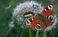 Colorful peacock butterfly sitting on a white dandelion Royalty Free Stock Photo