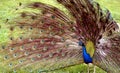 Colorful Peacock Display