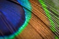 Colorful peacock feather closeup macrophotography Royalty Free Stock Photo