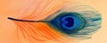 Colorful peacock feather on an orange gradient background Royalty Free Stock Photo