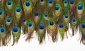 Colorful Peacock Feathers Isolated