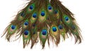 Colorful peacock feathers isolated