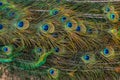 Colorful peacock feathers,Shallow Dof. peacock feathers pattern. Peacock tail details.