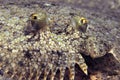 Colorful peacock flounder Royalty Free Stock Photo