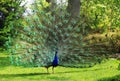 Peacock with huge open tail Royalty Free Stock Photo