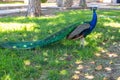 Colorful peacock on the lawn in the garden. Beautiful royal bird on a green meadow Royalty Free Stock Photo