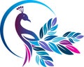 Colorful peacock logo