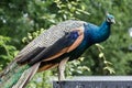 Colorful peacock seen in a zoo