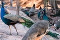 Colorful peacocks outdoors