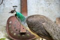 A colorful peahen against a rustic wall with farm equipment. Royalty Free Stock Photo