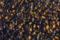 Colorful Pebbles on The Beach In The Morning Sunlight Royalty Free Stock Photo