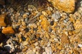 Colorful pebbles under water sea for the background Royalty Free Stock Photo