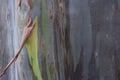 Colorful Peeling Bark Texture of Rainbow Eucalyptus Tree (Eucalyptus deglupta) Royalty Free Stock Photo