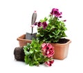 Colorful Pelargonium flowers in flowerpot isolated on white. Re